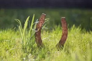 Foto: istock/ diephosi