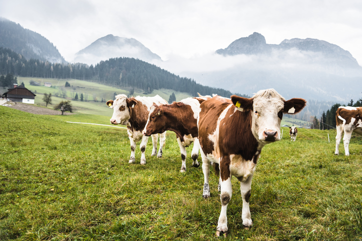 Der EU-Green Deal stellt eine Bedrohung für Österreichs Landwirtschaft dar - Foto: iStock/franckreporter Der EU-Green Deal stellt eine Bedrohung für Österreichs Landwirtschaft dar - Foto: iStock/franckreporter