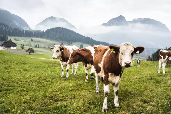 Der EU-Green Deal stellt eine Bedrohung für Österreichs Landwirtschaft dar - Foto: iStock/franckreporter