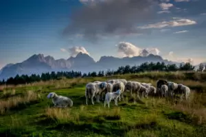 Produktion der Lebensmittel, Pflege der Kulturlandschaft: Dafür erhalten Bauern Prämien. Foto: iStock/smerin
