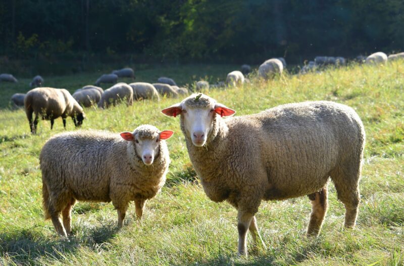 In Österreich werden rund 400.000 Schafe gehalten. Die Standards für das Wohl der Nutztiere werden weiter angehoben. Der Nationalrat verabschiedete ein Tierwohl-Paket. Foto: Ruth Rudolph/Pixelio