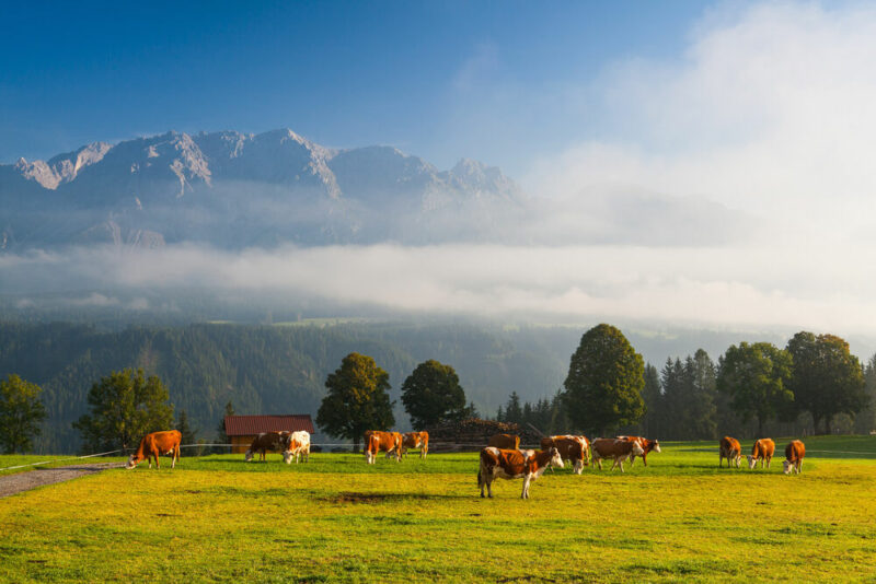 Der Nebel lichtet sich über der Einkommenssituation in der österreichischen Landwirtschaft. Aufgrund der Klimakrise und Preissteigerung ziehen sich aber bereits nächste Wolken auf. Foto: IMAGO / YAY Images