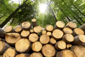 Nachhaltige Holzverwendung ist aktiver Klimaschutz erklärt Landwirtschaftsminister Totschnig, denn ein Kubikmeter Holz speichert ca. 1 Tonne CO2. Foto: istock / catalby