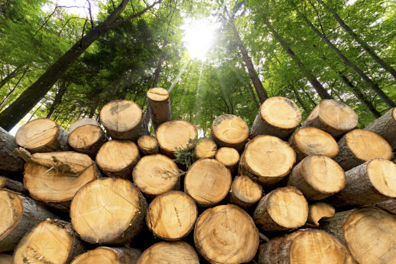 Nachhaltige Holzverwendung ist aktiver Klimaschutz erklärt Landwirtschaftsminister Totschnig, denn ein Kubikmeter Holz speichert ca. 1 Tonne CO2. Foto: istock / catalby
