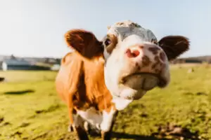 Durch das AMA-Gütesiegel lassen sich landwirtschaftliche Produkte zu besseren Preisen verkaufen. Das steigert die regionale Wertschöpfung. Foto: SimonSkafar