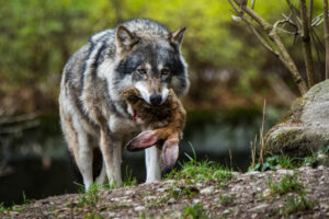Der Wolf wird in Europa immer mehr zu einer Bedrohung. Nun schaltet sich auch EU-Kommissionspräsidentin von der Leyen ein und stärkt Österreichs Position. Foto: iStock/ThorstenSpoerlein