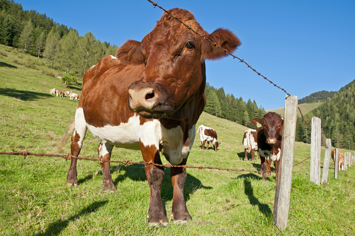 Woher kommt die Milch? Kinder sollten erfahren, wie Lebensmittel entstehen, fordert Georg Strasser. Foto: iStock/Leonsbox