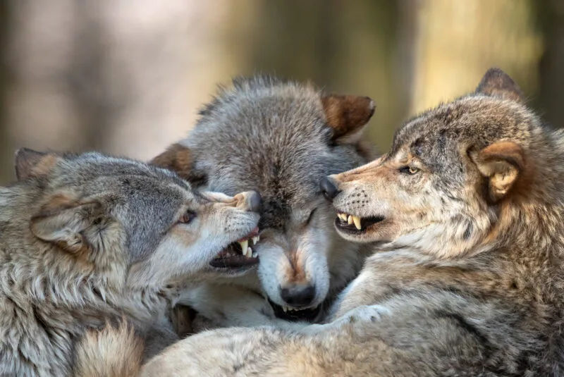 Die EU wird diese Woche den Schutzstatus beim Wolf herabsetzen. Foto: iStock / Andyworks