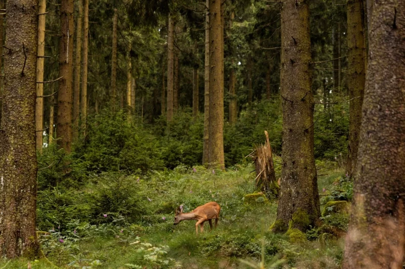 Eine neue Strategie soll die Balance zwischen Forst und Wild herstellen Foto: iStock/Torsten Asmus