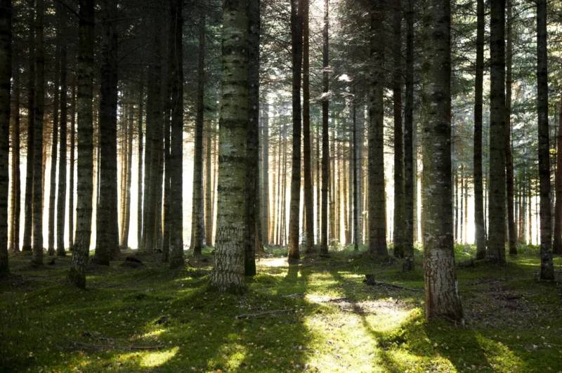 Österreich verfügt europaweit über einen hohen Anteil an Waldflächen. Foto: iStock/Legna69