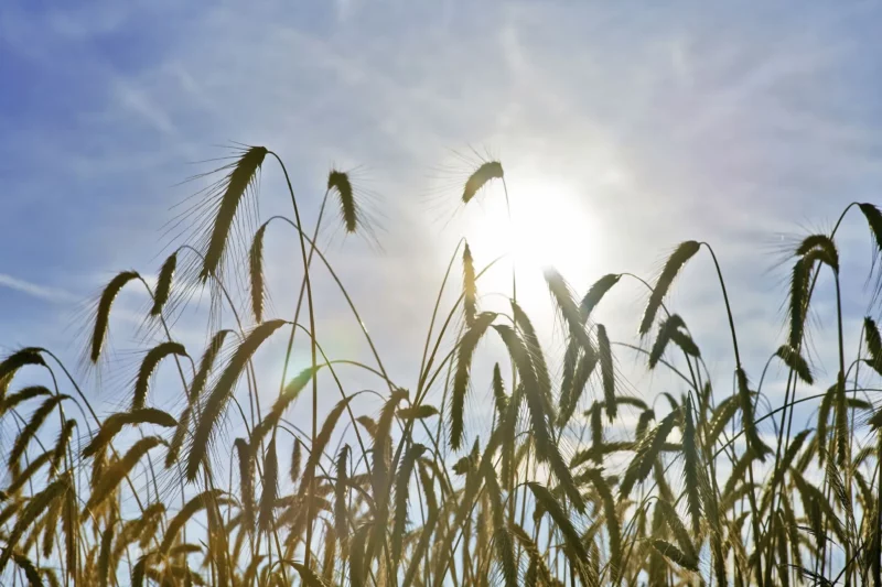 Die extreme Hitze hat enorme Schäden in der Landwirtschaft angerichtet. Dass die SPÖ jetzt Hilfen blockiert, wird scharf kritisiert . Foto: Alexander Haiden, BMLUK