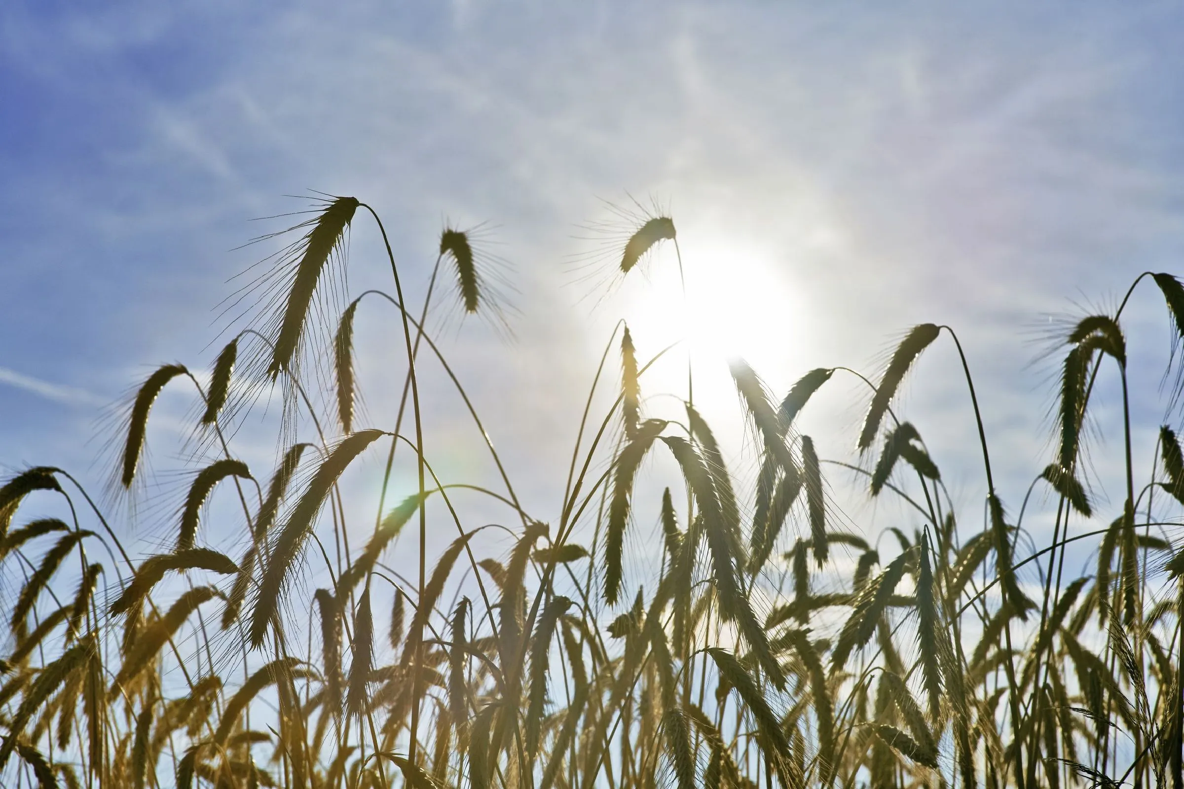 Im Landwirtschaftsministerium werden Daten zu Wetter und Klima analysiert, die Lage der Landwirtschaft beraten: Es folgen konkrete Hilfen. Foto: Alexander Haiden, BMLUK