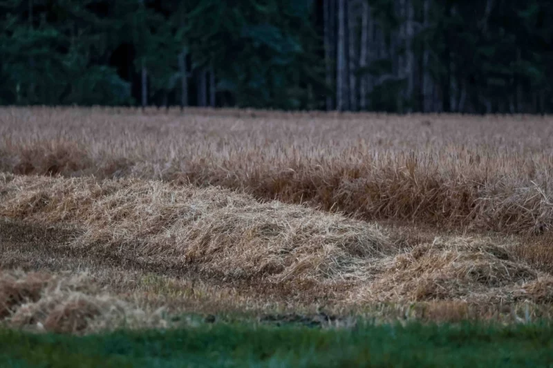 Die SPÖ blockiert die finanziellen Hilfen für Bauern in der Dürre mit Forderungen nach noch schnellerer Klimapolitik, als in der EU vereinbart. Foto (vertrocknetes Getreide in Oberösterreich): IMAGO / Daniel Scharinger