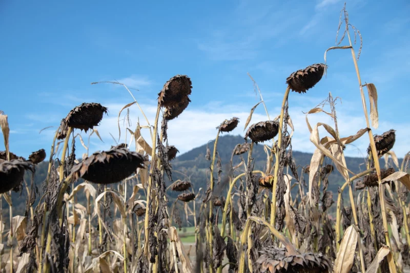Österreich, besonders der Osten, hat derzeit mit einer extremen Dürre zu kämpfen. Landwirtschaftsminister Norbert Totschnig fordert "außerordentliche Mittel" für geschädigte Betriebe. Foto: istock/Erich Karnberger