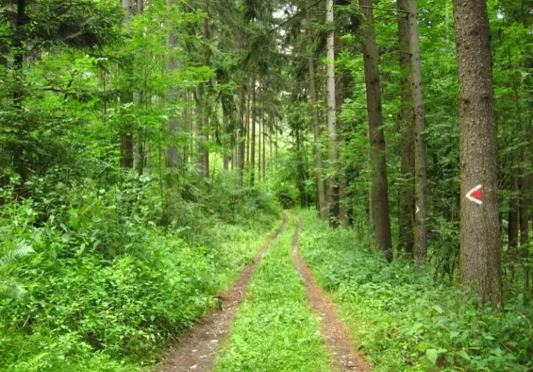 Die Waldfläche in Österreich erhöht sich jährlich. Foto: Forst&Land