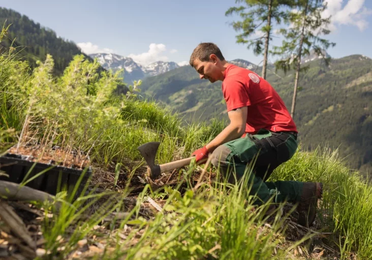 Die unsachliche Gleichbehandlung unterschiedlicher Länder und ihrer Forste durch die EU-Entwaldungsverordnung konnte vorerst abgewendet werden. Die Waldfläche Österreichs nimmt zu. Im Bild: Aufforstung der Bundesforste, ÖBf/W.Lienbacher