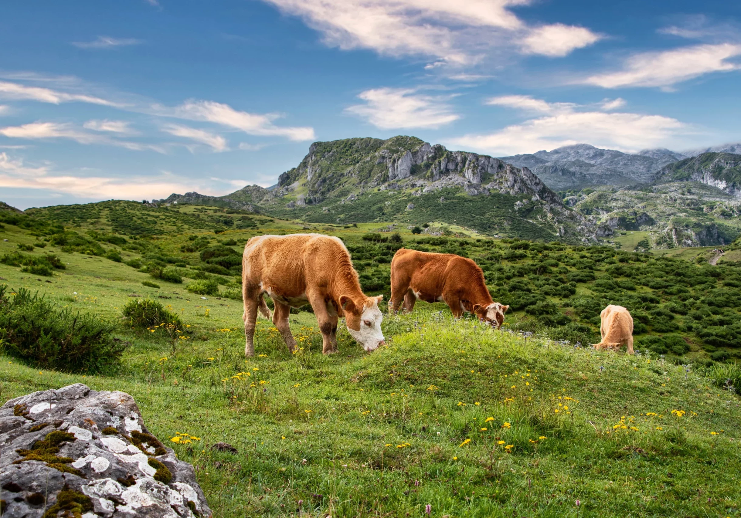 Die Tierhaltung – etwa für Kühe – unterliegt in Österreich strengen Vorschriften. Diese dürfen nicht durch unkontrollierte Importe etwa von Rindfleisch unterlaufen werden. Die Bauern drängen auf Kontrollen und Herkunftskennzeichnung. Foto: Pixabay ELG 21