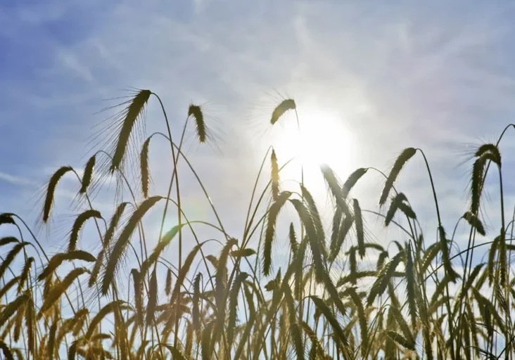 Die extreme Hitze hat enorme Schäden in der Landwirtschaft angerichtet. Dass die SPÖ jetzt Hilfen blockiert, wird scharf kritisiert . Foto: Alexander Haiden, BMLUK