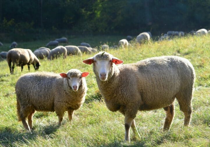 In Österreich werden rund 400.000 Schafe gehalten. Die Standards für das Wohl der Nutztiere werden weiter angehoben. Der Nationalrat verabschiedete ein Tierwohl-Paket. Foto: Ruth Rudolph/Pixelio