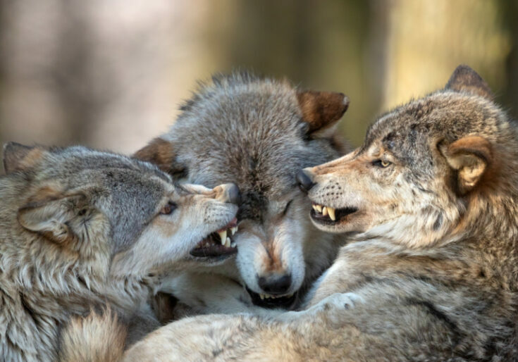 Die europäische Wolfpopulation wächst und verunsichert nicht nur die Landwirte, sondern auch die restliche Bevölkerung. Daher fordern die ÖVP-EU-Abgeordneten Simone Schmiedtbauer, Alexander Bernhuber und Barbara Thaler eine neue Neubewertung des Schutzstatus der Tiere. Foto: iStock / Andyworks