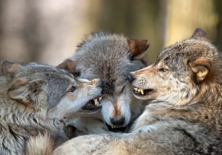 Die EU wird diese Woche den Schutzstatus beim Wolf herabsetzen. Foto: iStock / Andyworks