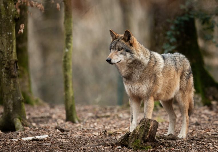 Foto: iStock/AB Photography