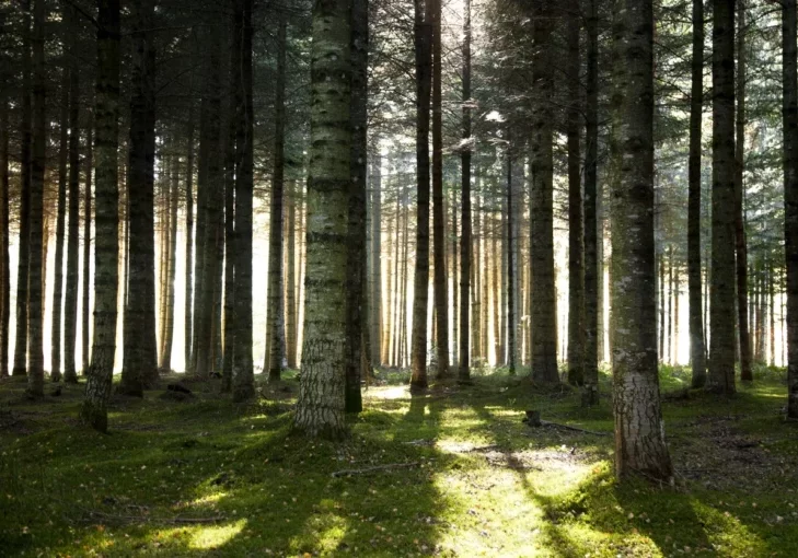 Österreich verfügt europaweit über einen hohen Anteil an Waldflächen. Foto: iStock/Legna69