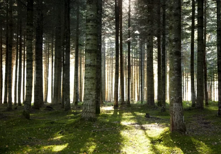 Österreich verfügt europaweit über einen hohen Anteil an Waldflächen. Foto: iStock/Legna69