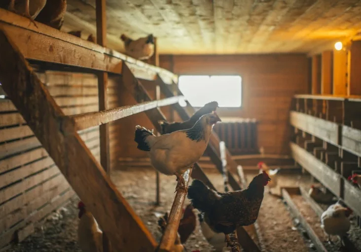 Hunderte heimische Schweine- und Geflügelhöfe sind von der neuen EU-Industrieemmissionsrichtlinie betroffen. Somit werden kleine Betriebe großen Industrieanlagen gleichgestellt. Der Ärger darüber ist groß. Foto: istock/ArtMarie
