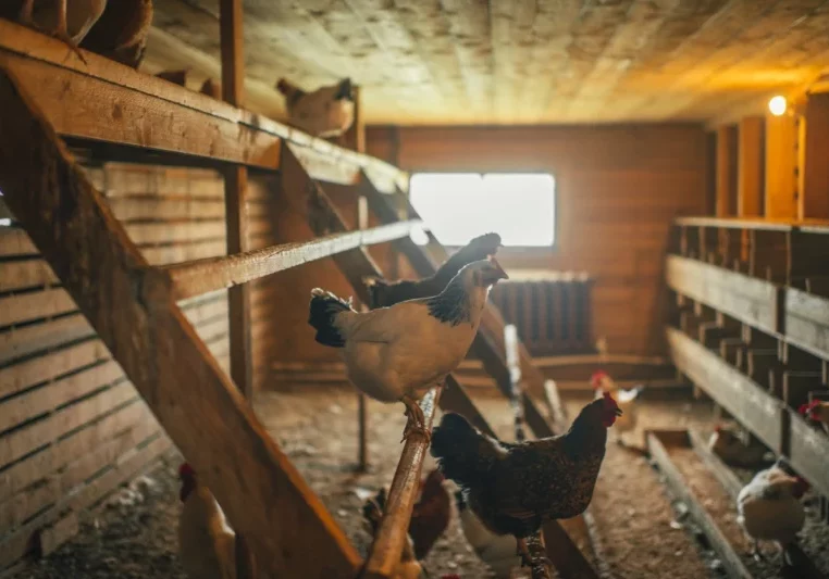 Hunderte heimische Schweine- und Geflügelhöfe sind von der neuen EU-Industrieemmissionsrichtlinie betroffen. Somit werden kleine Betriebe großen Industrieanlagen gleichgestellt. Der Ärger darüber ist groß. Foto: istock/ArtMarie
