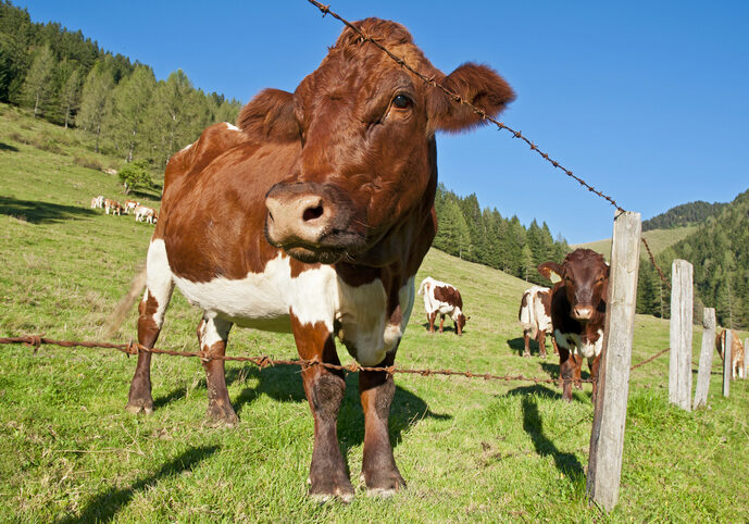 Das Wohl der Tiere ist ein Anliegen - und nächste Woche Thema im Parlament, wenn das von Landwirtschaftsminister Norbert Totschnig geschnürte Tierwohl-Paket zu behandeln ist. Foto: iStock/Leonsbox