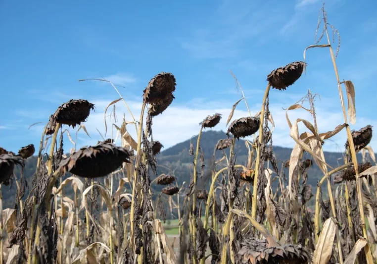 Österreich, besonders der Osten, hat derzeit mit einer extremen Dürre zu kämpfen. Landwirtschaftsminister Norbert Totschnig fordert "außerordentliche Mittel" für geschädigte Betriebe. Foto: istock/Erich Karnberger