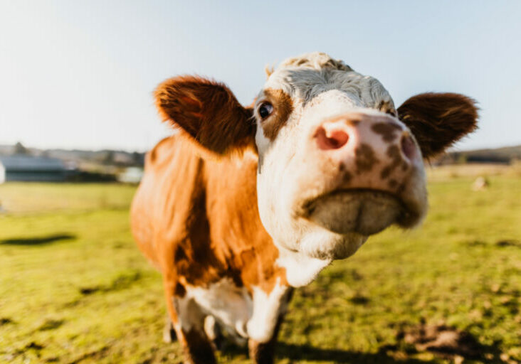 Durch das AMA-Gütesiegel lassen sich landwirtschaftliche Produkte zu besseren Preisen verkaufen. Das steigert die regionale Wertschöpfung. Foto: SimonSkafar