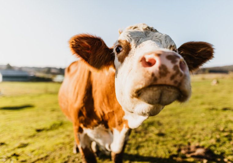 Durch das AMA-Gütesiegel lassen sich landwirtschaftliche Produkte zu besseren Preisen verkaufen. Das steigert die regionale Wertschöpfung. Foto: SimonSkafar