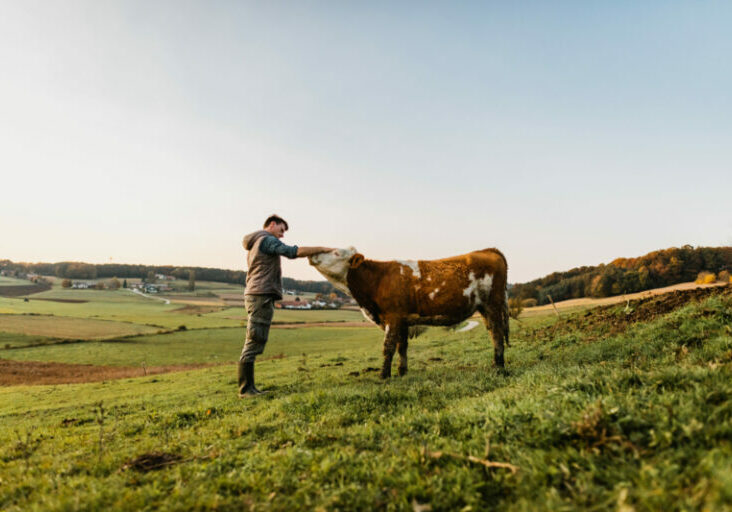 In einer Studie des Europäischen Rechnungshofes wird Österreich ein gutes Zeugnis in Sachen Tierwohl ausgestellt. Vor allem bei Kontrollen von Tiertransporten sind wir Vorreiter. Foto: iStock / SimonSkafar