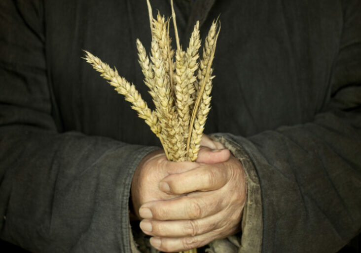 Der sowjetische Hungermord oder Holodomor an großteils ukrainischer Bevölkerung jährt sich zum 90. Mal. Im Parlament findet sich dazu eine große Einigkeit für die Verurteilung von Hunger und Mangel als Waffe. Foto: iStock / pavlofox