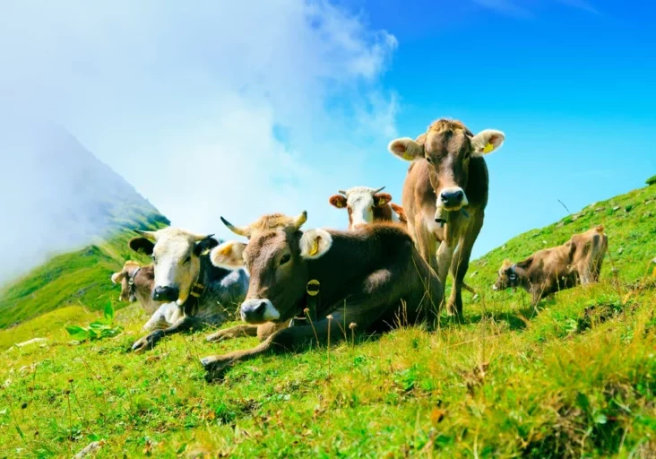 In die Landwirtschaft soll mehr Geld fließen. Der Landwirtschaftsminister schloss mit den Ländern ein 360 Millionen Euro Impulsprogramm ab. Foto: istock/nullplus