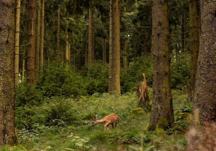 Eine neue Strategie soll die Balance zwischen Forst und Wild herstellen Foto: iStock/Torsten Asmus