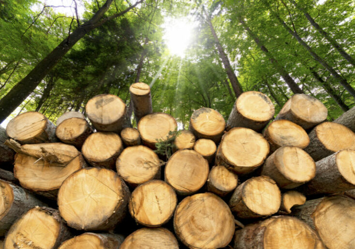 Nachhaltige Holzverwendung ist aktiver Klimaschutz erklärt Landwirtschaftsminister Totschnig, denn ein Kubikmeter Holz speichert ca. 1 Tonne CO2. Foto: istock / catalby