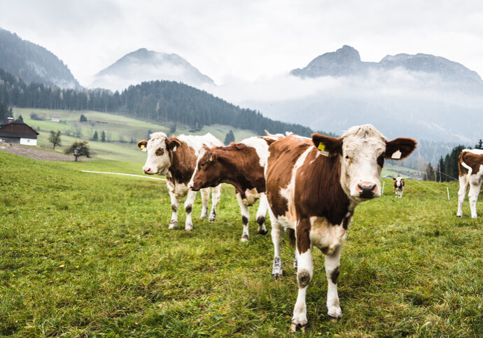 Der EU-Green Deal stellt eine Bedrohung für Österreichs Landwirtschaft dar - Foto: iStock/franckreporter
