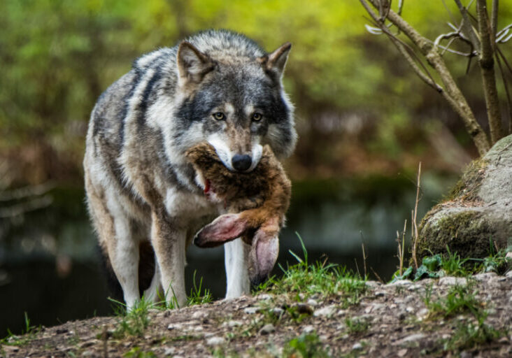 Vergangenen Donnerstag stimmte das Europaparlament über eine Aufforderung der Neubewertung des Schutzstatus des Wolfes ab. Mit dem Ergebnis stellt sich eine Mehrheit hinter die Meinung der ÖVP-Europaabgeordneten. Foto: Thorsten Spoerlein