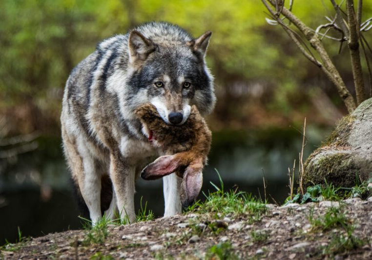 Vergangenen Donnerstag stimmte das Europaparlament über eine Aufforderung der Neubewertung des Schutzstatus des Wolfes ab. Mit dem Ergebnis stellt sich eine Mehrheit hinter die Meinung der ÖVP-Europaabgeordneten. Foto: Thorsten Spoerlein