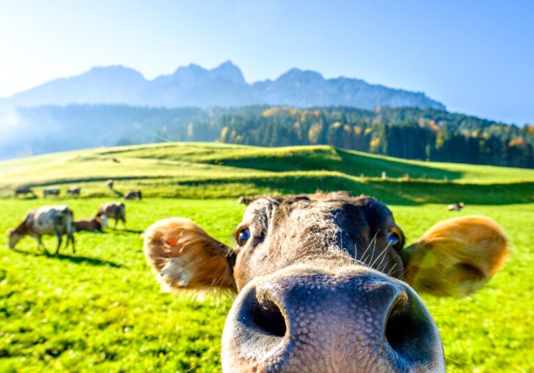 Im kommenden Jahr steht dem Landwirtschaftsministerium unter Minister Norbert Totschnig insgesamt 2,9 Mrd. € zur Verfügung. Damit wurde das Budget für dieses Resort um 155 Mio. € aufgestockt. Foto: iStock / FooTToo