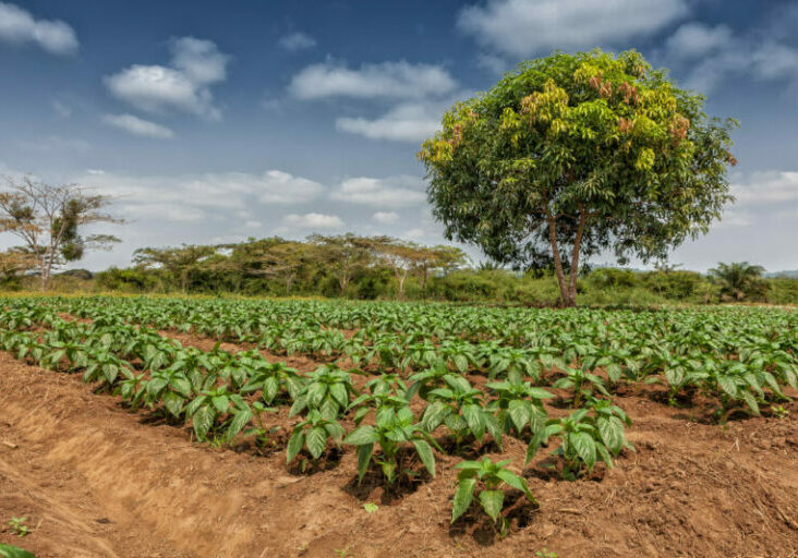 Nur wenige Agrarflächen werden in Angola bewirtschaftet. Österreich möchte sein landwirtschaftliches know-how bereitstellen. Foto: istock / SilvaPinto1985