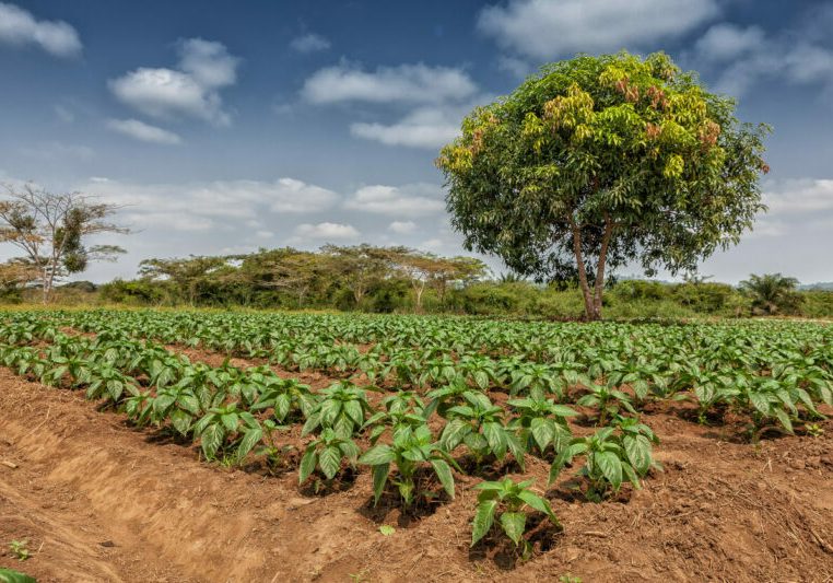 Nur wenige Agrarflächen werden in Angola bewirtschaftet. Österreich möchte sein landwirtschaftliches know-how bereitstellen. Foto: istock / SilvaPinto1985