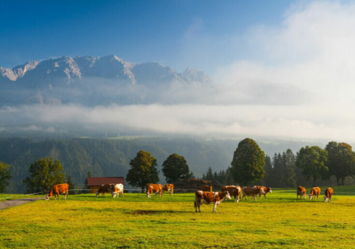 Der Nebel lichtet sich über der Einkommenssituation in der österreichischen Landwirtschaft. Aufgrund der Klimakrise und Preissteigerung ziehen sich aber bereits nächste Wolken auf. Foto: IMAGO / YAY Images