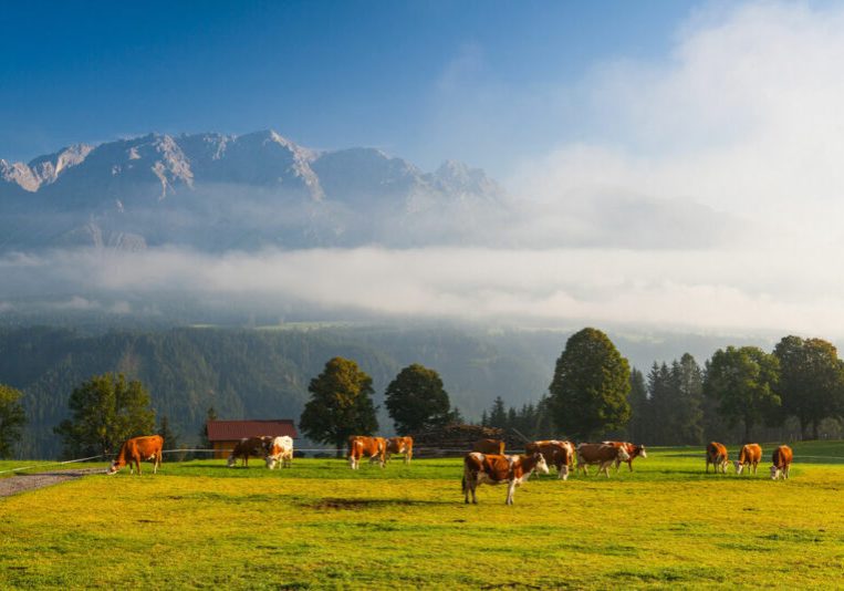 Der Nebel lichtet sich über der Einkommenssituation in der österreichischen Landwirtschaft. Aufgrund der Klimakrise und Preissteigerung ziehen sich aber bereits nächste Wolken auf. Foto: IMAGO / YAY Images